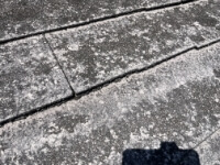 カビ・コケの発生写真